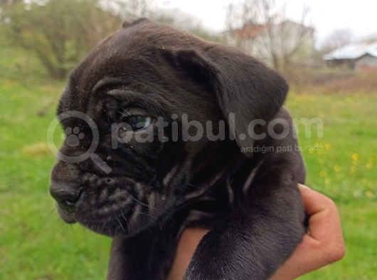 45 Günlük Erkek Cane Corso