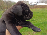 45 Günlük Erkek Cane Corso
