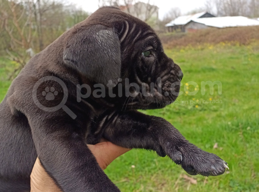45 Günlük Erkek Cane Corso görsel