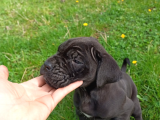 45 Günlük Erkek Cane Corso