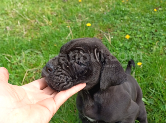 45 Günlük Erkek Cane Corso görsel