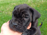 45 Günlük Erkek Cane Corso