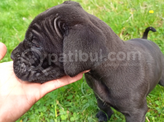 45 Günlük Erkek Cane Corso görsel