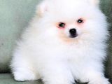 2 Adet Erkek Beyaz Pomeranian Yavru