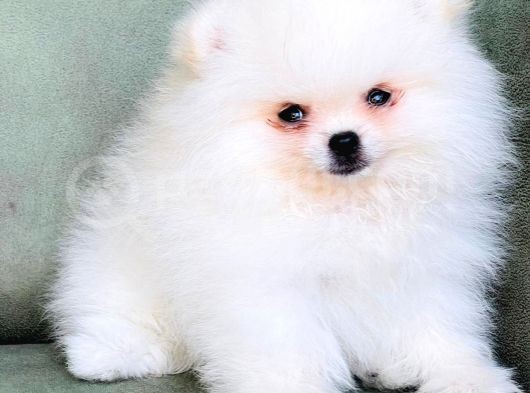 2 Adet Erkek Beyaz Pomeranian Yavru