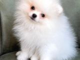 2 Adet Erkek Beyaz Pomeranian Yavru