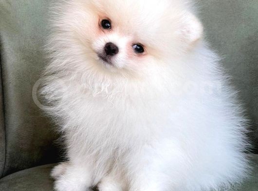2 Adet Erkek Beyaz Pomeranian Yavru görsel
