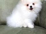 2 Adet Erkek Beyaz Pomeranian Yavru