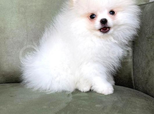 2 Adet Erkek Beyaz Pomeranian Yavru görsel