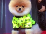 4 Aylık Erkek Pomeranian Boo