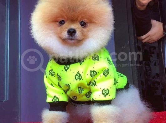 4 Aylık Erkek Pomeranian Boo