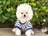 3 Aylık Pomeranian Boo Erkek