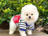 3 Aylık Pomeranian Boo Erkek
