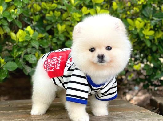 3 Aylık Pomeranian Boo Erkek görsel