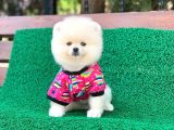 3 Aylık Pomeranian Boo Dişi