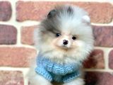 3 Aylık Merle Color Pomeranian Boo Erkek
