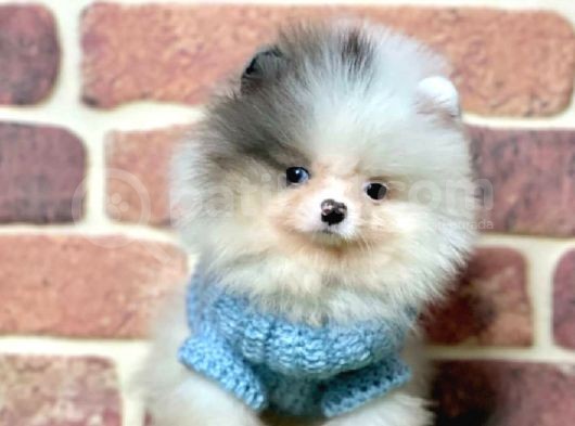 3 Aylık Merle Color Pomeranian Boo Erkek
