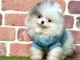 3 Aylık Merle Color Pomeranian Boo Erkek