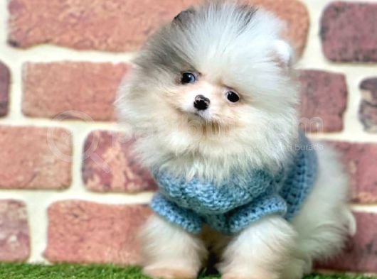 3 Aylık Merle Color Pomeranian Boo Erkek görsel