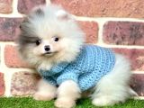 3 Aylık Merle Color Pomeranian Boo Erkek