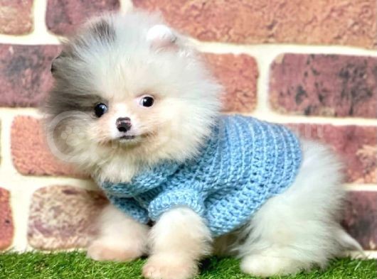 3 Aylık Merle Color Pomeranian Boo Erkek görsel