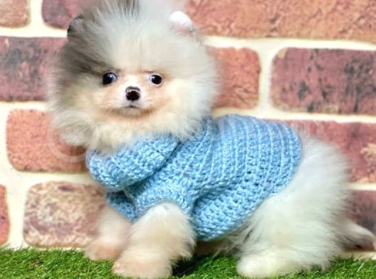 3 Aylık Merle Color Pomeranian Boo Erkek görsel