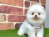 3 Aylık Pomeranian Boo Dişi