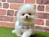 3 Aylık Pomeranian Boo Dişi