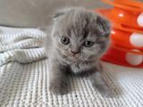 Koca Bebekler Blue Poi̇nt Li̇lac