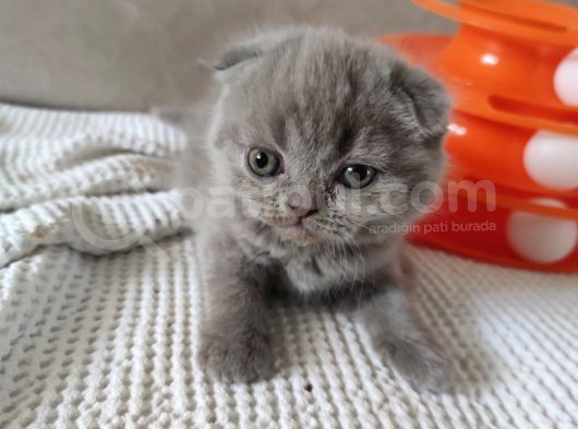 Koca Bebekler Blue Poi̇nt Li̇lac