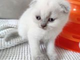Koca Bebekler Blue Poi̇nt Li̇lac
