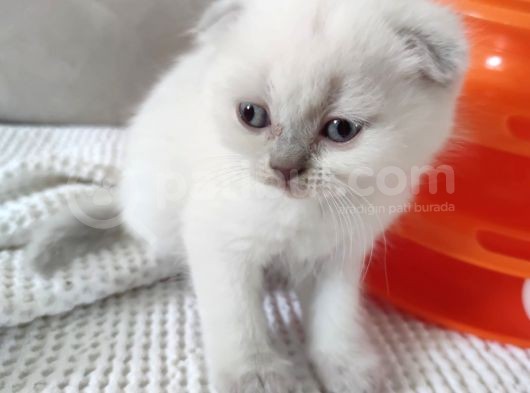 Koca Bebekler Blue Poi̇nt Li̇lac görsel