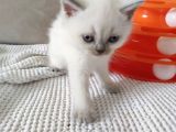 Koca Bebekler Blue Poi̇nt Li̇lac