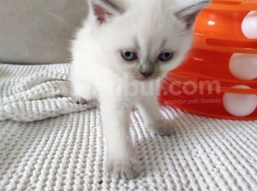 Koca Bebekler Blue Poi̇nt Li̇lac görsel