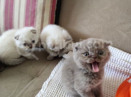 Koca Bebekler Blue Poi̇nt Li̇lac görsel