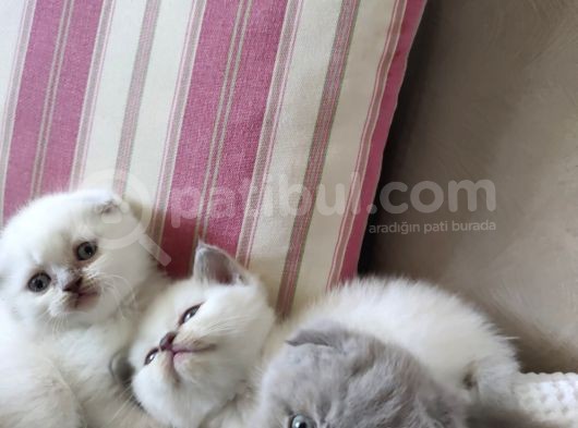 Koca Bebekler Blue Poi̇nt Li̇lac görsel