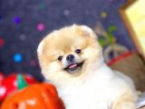 Teddy Bear Pomeranian Boo