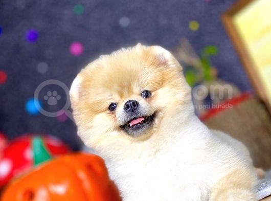 Teddy Bear Pomeranian Boo görsel