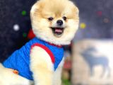 Teddy Bear Pomeranian Boo