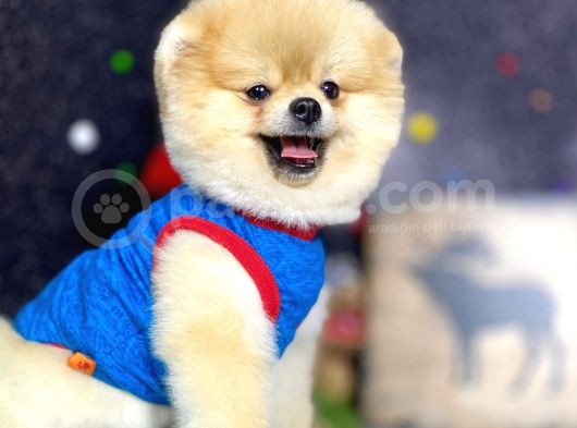 Teddy Bear Pomeranian Boo görsel