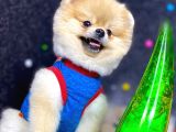 Teddy Bear Pomeranian Boo