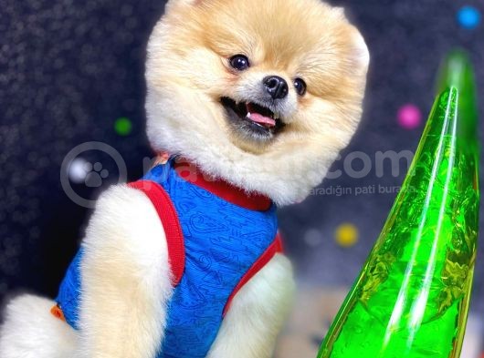 Teddy Bear Pomeranian Boo görsel