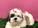 2.5 Aylık Dişi Orijinal Shih Tzu