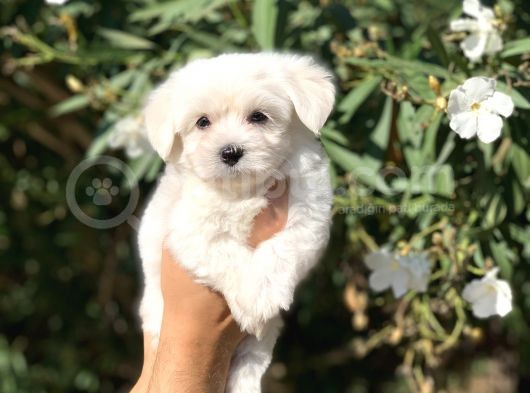 Irk Ve Sağlık Garantili Maltese Terrier Yavrularımız