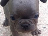 Maviş Şekerler French Bulldog