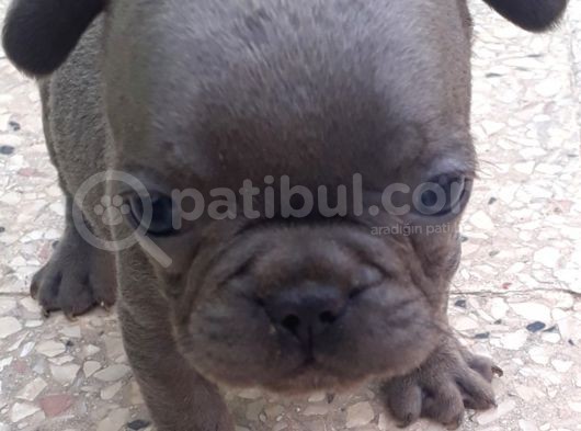 Maviş Şekerler French Bulldog görsel