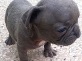 Maviş Şekerler French Bulldog