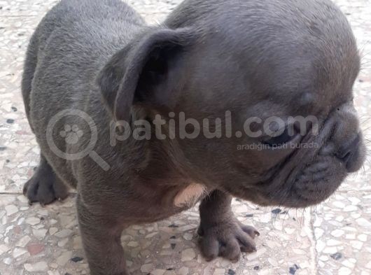 Maviş Şekerler French Bulldog görsel