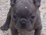 Maviş Şekerler French Bulldog