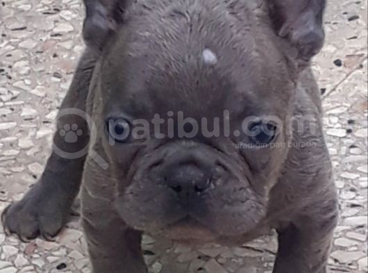 Maviş Şekerler French Bulldog görsel